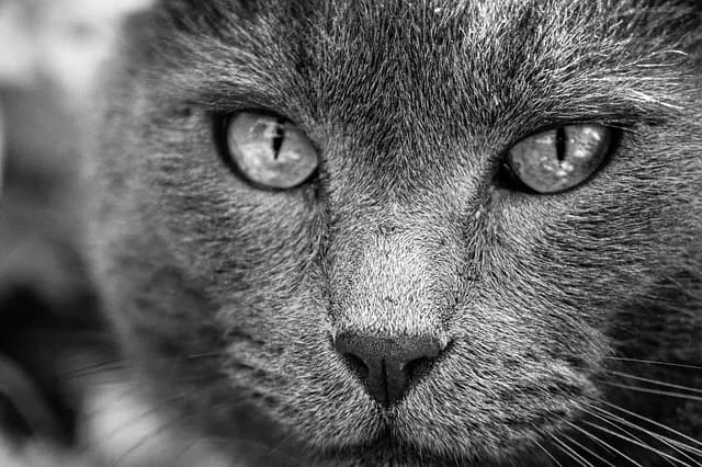 Les Meilleurs Soins pour Animaux - Guide d'Achat Complet