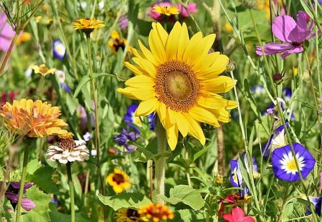 Guide d'Achat des Accessoires de Jardin